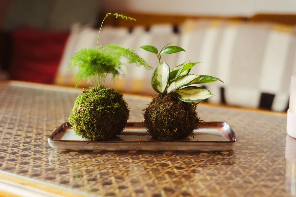 Deux boules de mousse Kokedama faites main avec une fougère asperge et un péperomia panaché sur un plateau en céramique